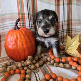 Miniature Schnauzer Puppies from Dorie's Mini Schnauzers