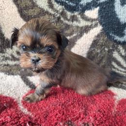 Theo - Red male Shih Tzu puppy in Waynesboro, Pennsylvania from Big Win Shih Tzus