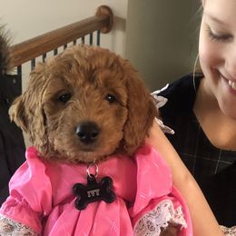 Goldendoodles from Bella & Ivy’s Mini Goldendoodles of KC