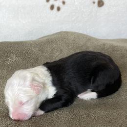 Skipper - Grizzle male Old English Sheepdog puppy in Arizona from Jenn's Old English Sheepdogs