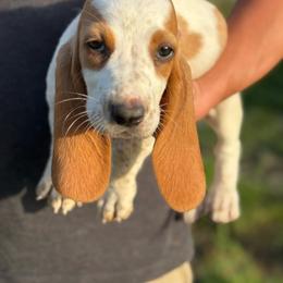 Chuckie - Red and white male Basset Hound puppy in Oronogo, Missouri from Dutton's Show Me Farms