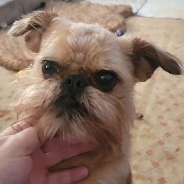 Izzie - Brussels Griffon