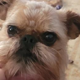 Izzie - Brussels Griffon