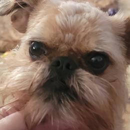 Izzie - Brussels Griffon
