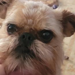 Izzie - Brussels Griffon