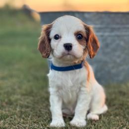 Hamilton - Blenheim male Cavalier King Charles Spaniel puppy in Saint Francis, Minnesota from King Charles