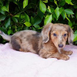 Diamond - Dapple female Dachshund puppy in Temecula, California from Naomi Magee's Dachshund Kennel