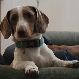 Razor - Dachshund