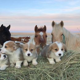 Pembroke Welsh Corgi Puppies from Big Sky Corgis