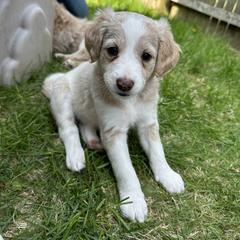 Bordoodle Puppies from Bordoodles of Maine