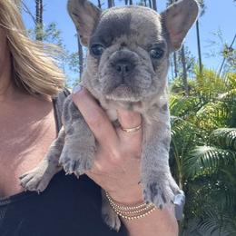 French Bulldog Puppies from Shoreline Bulldogs