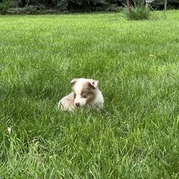 RMF2 - Red merle female Miniature Australian Shepherd puppy in Lexington, Nebraska from Osborne's Aussies