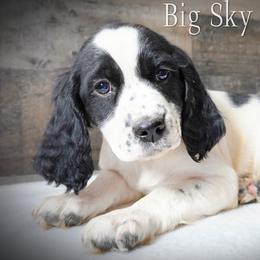 Girl 1 - Black and white female English Springer Spaniel puppy in Great Falls, Montana from Big Sky Springers