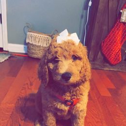 Goldendoodle Puppies from Edge Farm Goldendoodles