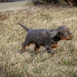 Girl 3 - Gordon Setter puppy in Linden, Pennsylvania from Blue Ribbon Setters