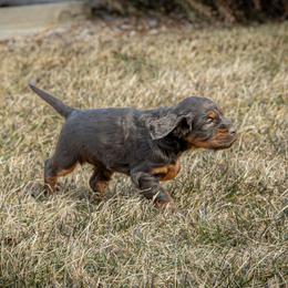 Girl 3 - Gordon Setter puppy in Linden, Pennsylvania from Blue Ribbon Setters