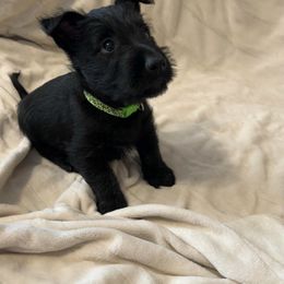 Green - Black male Scottish Terrier puppy in Berry, Alabama from North River k9