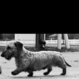 Brando - Dachshund