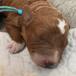 Blue - Red  male Goldendoodle puppy in Herriman, Utah from Sunnydoodle Utah