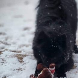 Anna - Pomeranian