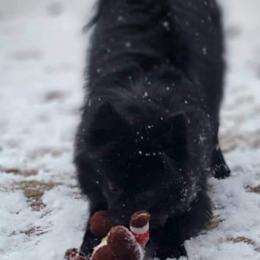 Anna - Pomeranian