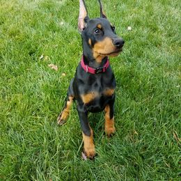 Doberman Pinscher Puppies from Lexa Dobermans