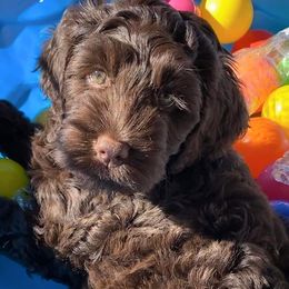 Australian Labradoodle Puppies from Lakeview Labradoodles