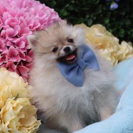 Mateo - Cream male Pomeranian puppy in Woodbine, Georgia from Bowdachs Cream Pies