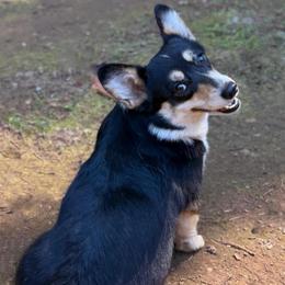 Mavis - American Corgi