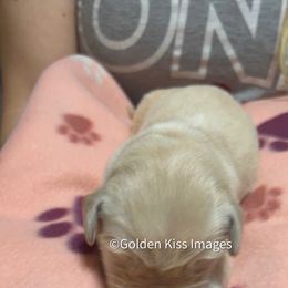 Golden Retriever Puppies from Golden Kiss Retrievers