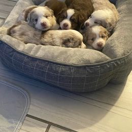 Miniature Australian Shepherd and Toy Australian Shepherd Puppies from Lowery’s Little Aussies