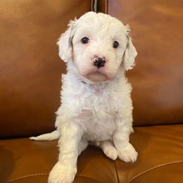 Buckeye - Parti male Goldendoodle puppy in Eaton, Ohio from Dezi’s Sonshine Doodles