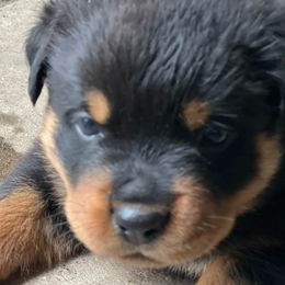 Yellow boy - Rottweiler puppy from Wildhaven Rottweilers