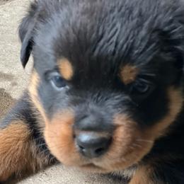 Yellow boy - Rottweiler puppy from Wildhaven Rottweilers