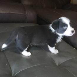Cam-o - Black and white male Cardigan Welsh Corgi puppy in Myton, Utah from Cardigan Corgi Cuties 💓
