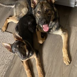 German Shepherd All Grown Up from Angel Oak German Shepherds