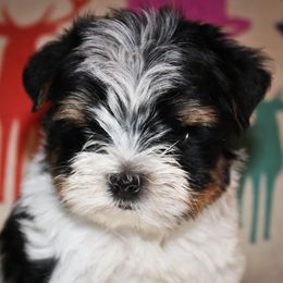 Biewer Terriers from Strait Layne Biewers