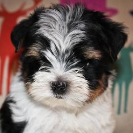 Biewer Terriers from Strait Layne Biewers