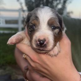 Earp - Blue merle male Miniature Australian Shepherd puppy in Friend, Nebraska from Mid-Plains Mini Aussies