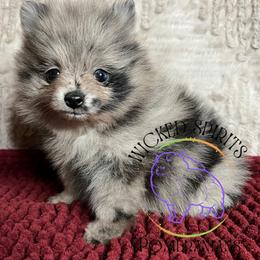 AKC NABOO - Blue merle female Pomeranian puppy in Watkins Glen, New York from Wicked Spirits Pomeranians