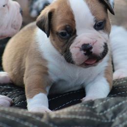 Male 1-Diesel - White and red male American Bulldog puppy in Xenia, Ohio from Bingham's Bulldogs LLC