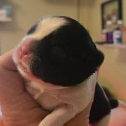 Girl green black and white - Black and white female Shih Tzu puppy in Missouri from Farm Animal Mommy Shih tzu's Michalek Dog Breeder