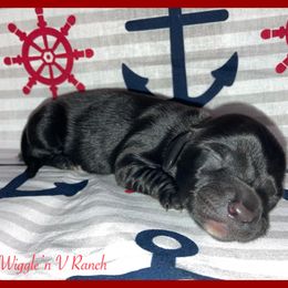 Dachshund and Pug Puppies from Wiggle'n V Ranch
