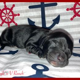 Dachshund and Pug Puppies from Wiggle'n V Ranch