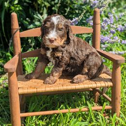 Camp - Tri-color male Bernedoodle puppy in Mount Pleasant, Tennessee from Amy Brewer