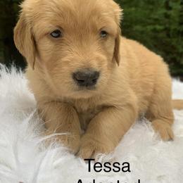 Tessa - Dark golden female Golden Retriever puppy in New Ringgold, Pennsylvania from Hawk Mountain Doodles
