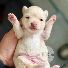 Lore - Cream female Chihuahua puppy in Forsyth, Georgia from Brooks Grove Canines LLC