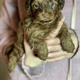 Maltipoo Puppies from Anzhela Ibragimova