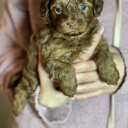 Maltipoo Puppies from Anzhela Ibragimova