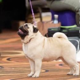 PeeDee - Pug